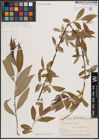 Foto von Salix excelsa S. G. Gmel.